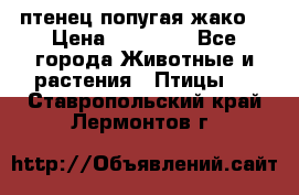 птенец попугая жако  › Цена ­ 60 000 - Все города Животные и растения » Птицы   . Ставропольский край,Лермонтов г.